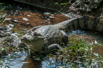 Spectacled Caiman (Caiman crocodilus) in tropical forest of Papaturro River area, Nicaragua