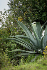 Maguey silvestre en el campo