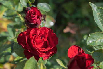Three bright red roses (two buds and a flower) closeup in the garden against a background of greenery
