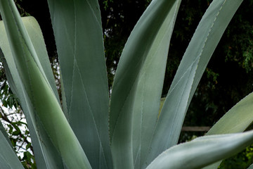 Maguey silvestre en el campo