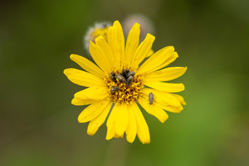 Flor con plaga o insectos vista desde cerca