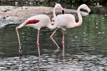 flamingo in the water