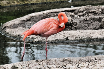 pink flamingo in the water