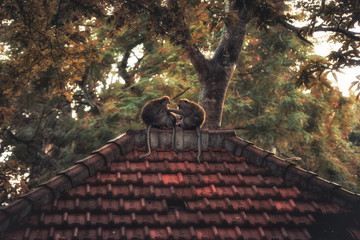 Monkey ape family sitting on old roof on Bali in Ubud monkey forest in vintage style concept animal love care and togetherness in nature