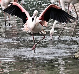 flamingo in the water