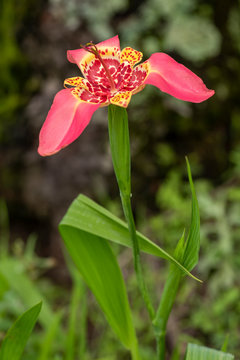 Flor rosa con amarillo del grupo tigridia