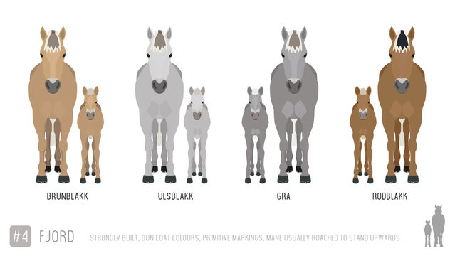Set of Vector Fjord Ponies with Foals Front Facing