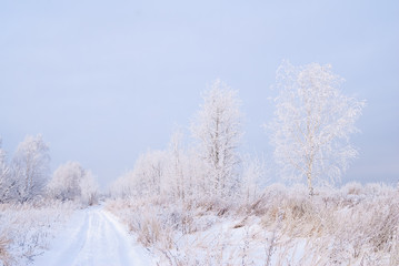 Hoarfrosty trees, Moscow region, Russia
