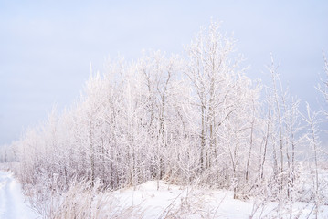 Hoarfrosty trees, Moscow region, Russia