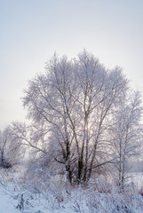 Fototapeta na wymiar Hoarfrosty trees, Moscow region, Russia