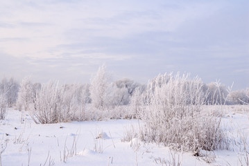 Hoarfrosty trees, Moscow region, Russia
