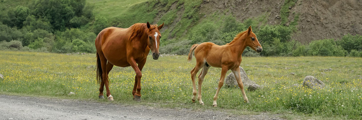 Mare and foal walking in the mountains on a meadow. Nature background.