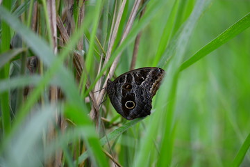 mariposa posando sobre pasto verde