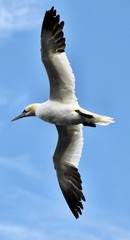 A view of a Gannet Flying over Bass Rock in Scotland