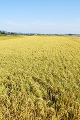 稲穂アップ写真　稲穂風景
