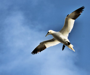A view of a Gannet Flying over Bass Rock in Scotland