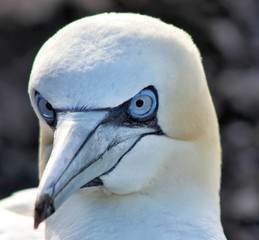 Close up of a Gannet
