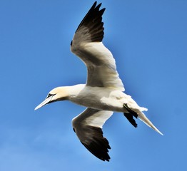 A view of a Gannet Flying over Bass Rock in Scotland