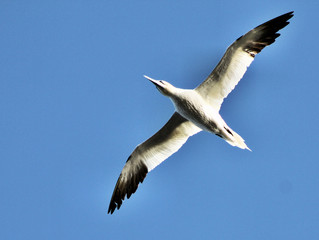 A view of a Gannet Flying over Bass Rock in Scotland