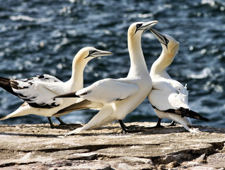 A view of a Gannet in Scotland