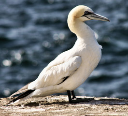A view of a Gannet in Scotland