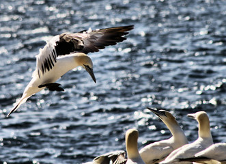 A view of a Gannet in Scotland