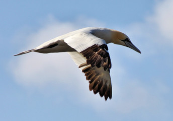 A view of a Gannet in Scotland