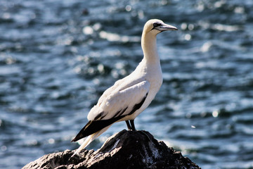 A close up of a Gannet on Bass Rock in Scotland