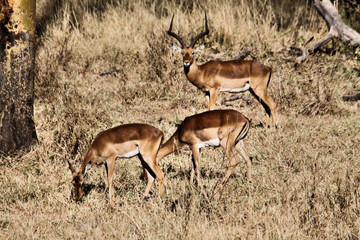 impala in the savannah