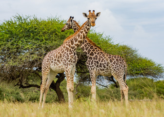 Naklejka na ściany i meble Two Giraffes with necks crossed