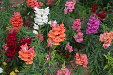 Flores, diente de león