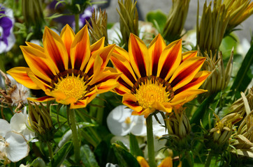 gazania beautiful yellow-orange flowers in the flowerbed close-up