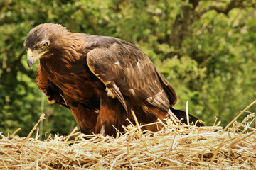 A close up of a Golden Eagle