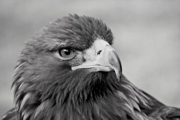 A close up of a Golden Eagle