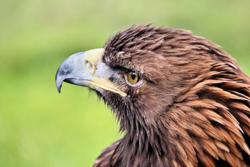 A close up of a Golden Eagle
