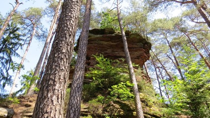 Felsen im Wald
