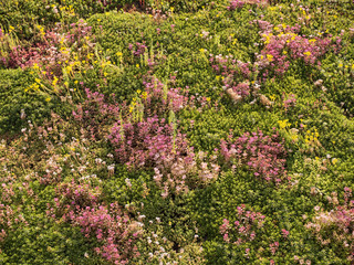 Green roof at sunset