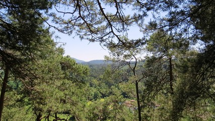 Im Wald - wandern