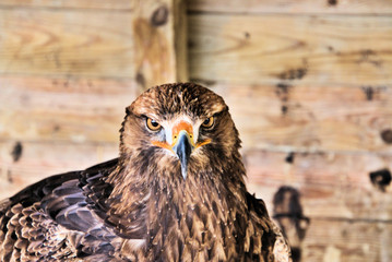 A close up of a Golden Eagle