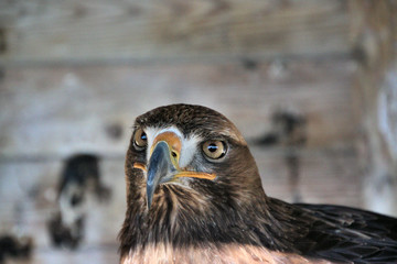A close up of a Golden Eagle