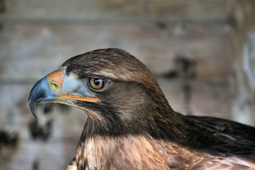 A close up of a Golden Eagle