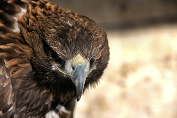 A close up of a Golden Eagle