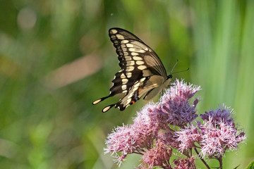 Giant Swallowtail on Joe Pye Weed