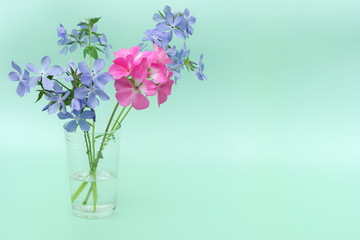 Naklejka na ściany i meble pale blue spring flowers and a hot pink flower stand in a vase of water, against a light green background. gradient. Phlox. Contrast color. Greeting card concept. Photo in pastel colors.