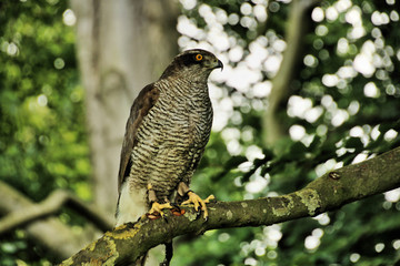 A picture of a Goshawk in a tree