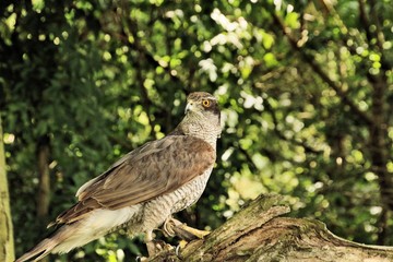A picture of a Goshawk in a tree