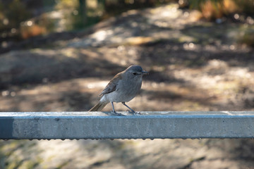 A small grey bird sitting on a steel rail in bushland in regional Australia