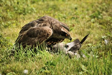 A picture of a Goshawk with prey