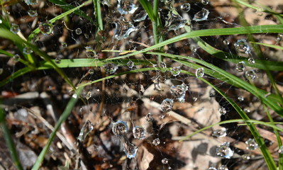  Natural background. Droplets in spider web string after rain. Spider net with water drops in green. Abstract pattern created by dewdrops on a spiderweb. Close up of spider web with drops.