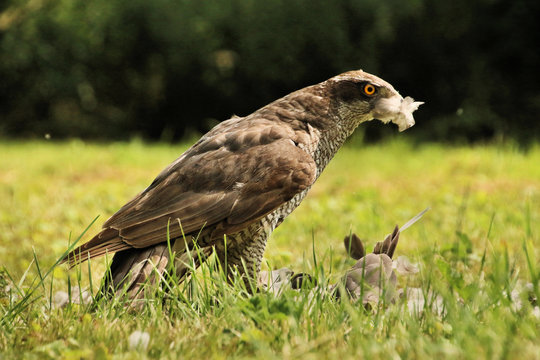 A picture of a Goshawk with prey